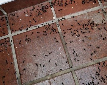 Invasión de hormigas voladoras | Foto @milamago_ en X