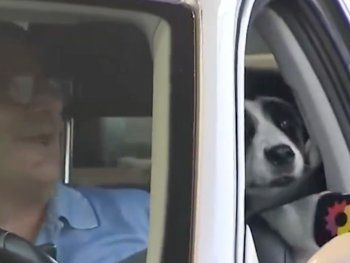 Una perra casi muerde en vivo a Giuli Salguero en pleno móvil: No la deje suelta