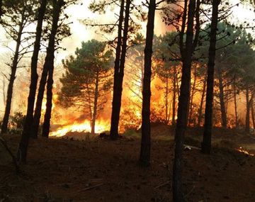 Voraz incendio en los bosques de Cariló y Valeria del Mar