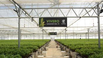 Además UPM Forestal Oriental gestiona otros dos viveros en el departamento de Paysandú. Además UPM Forestal Oriental gestiona otros dos viveros en el departamento de Paysandú.