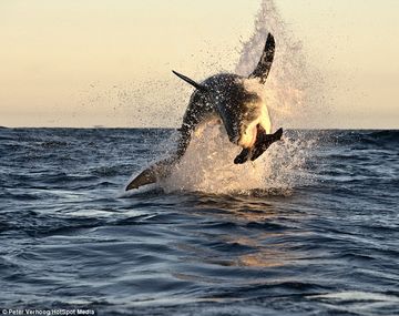 Espectacular foto de un tiburón cazando una foca