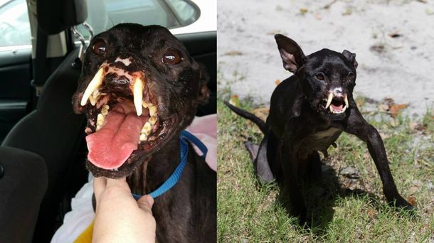 Rescataron a una perra pitbull sin nariz que se ganó los corazones de la web