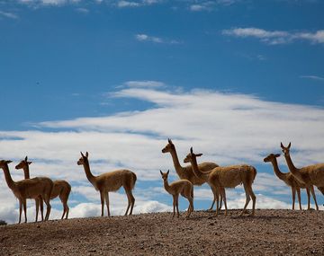 Científicos argentinos avanzan en la obtención de anticuerpos de animales contra el coronavirus