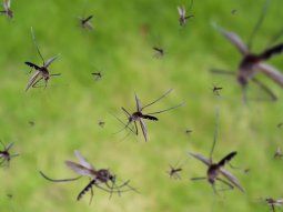 Invasión de mosquitos: cómo combatirlos.