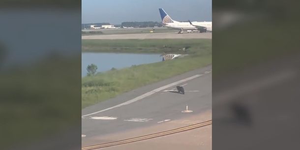 VIDEO: Un caimán hizo detener un avión cuando llegaba a la pista de aterrizaje