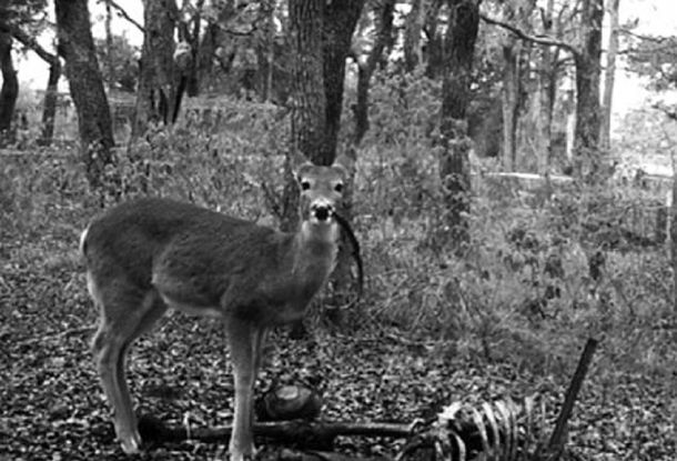 Fotografían a un ciervo de cola blanca comiendo restos humanos