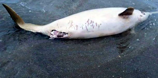 Encontraron muerto a un delfín en las costas de Mar del Plata