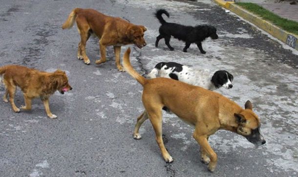 Bajarán los impuestos a cambio de adoptar un perro