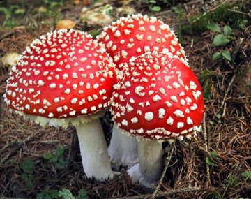 Un hombre se drogó con hongos y se arrancó los genitales