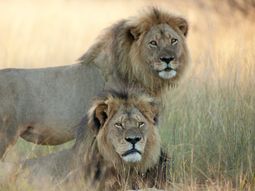 Desmienten la muerte del hermano de Cecil