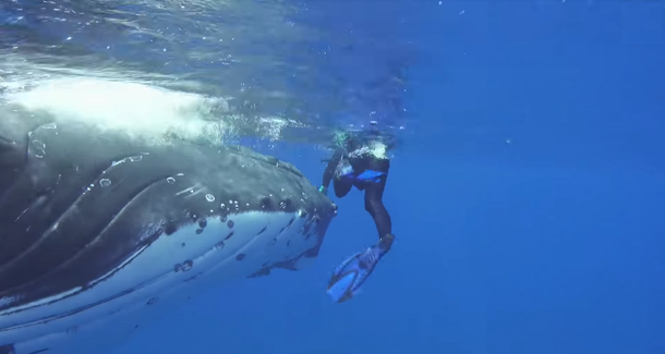 VIDEO: una ballena protegió a una buzo ante la amenaza de un tiburón
