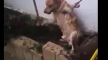 asi rescataron a un perro atrapado asi rescataron a un perro atrapado