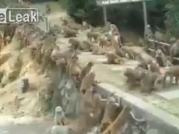 VIDEO: Batalla campal entre monos