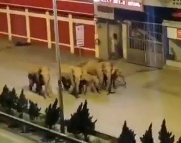 Una manada de elefantes atraviesa China