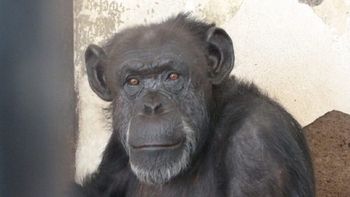 La chimpancé Cecilia está en el Zoológico de Mendoza y será trasladada a un santuario en Brasil - Crédito: www.publico.es La chimpancé Cecilia está en el Zoológico de Mendoza y será trasladada a un santuario en Brasil - Crédito: www.publico.es