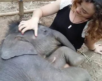 VIDEO: Una mujer le canta a un elefante y es viral
