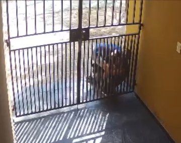 A lo Mike Tyson: un delincuente mordió a una mujer y le arrancó parte de la oreja