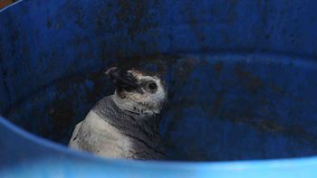 un pingüino fue rescatado en una playa de mar del plata un pingüino fue rescatado en una playa de mar del plata