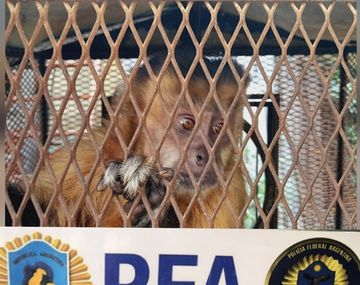 Rescataron a un mono cautivo como mascota en grave estado