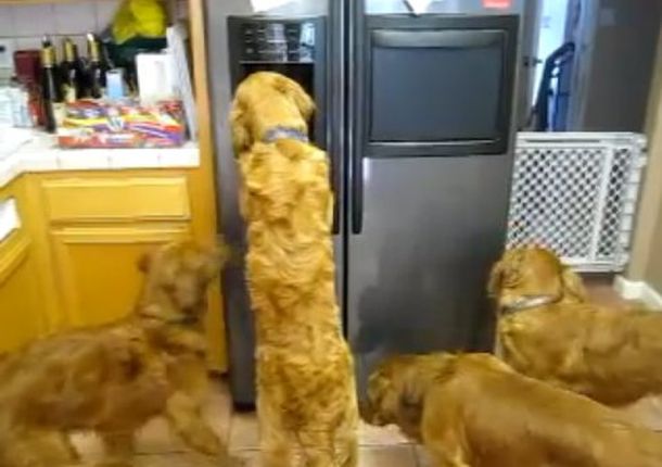 Un grupo de perros que no puede dejar de comer cubitos