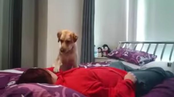 Una perra salva a su dueña de un ataque de epilepsia