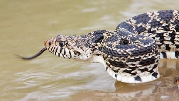Más de 60 víboras venenosas se escaparon por las inundaciones