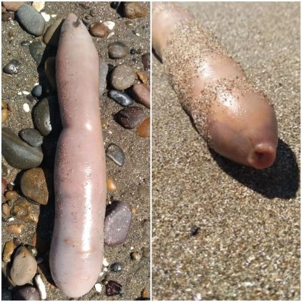 Los invasivos peces pene
