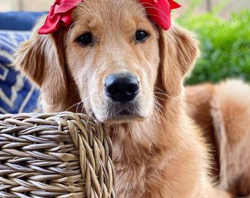 Sunday, la protagonista de los videos virales de animales m&aacute;s tiernos de instagram