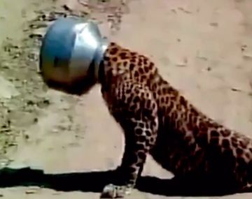 Blooper de Leopardo que quiso beber agua