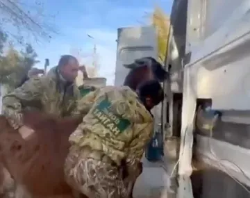 Saqueo de tropas rusas al retirarse de Ucrania: se llevaron hasta los animales de un zoológico