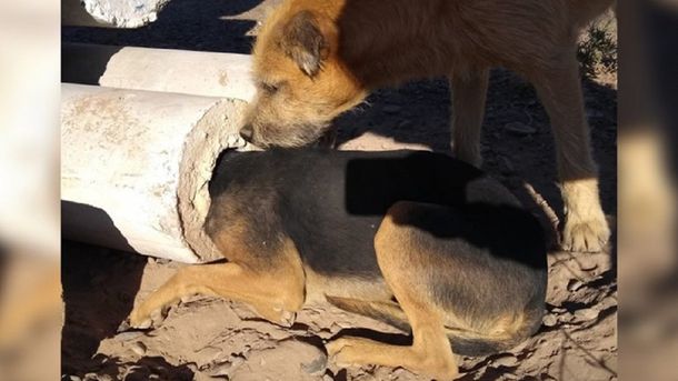 Dramático rescate de un perro que tenía la cabeza atorada en una columna