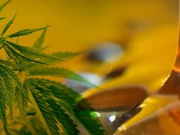 Aceite de cannabis Aceite de cannabis