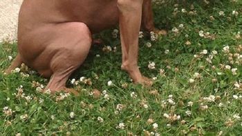 Ace, el héroe del día Ace, el héroe del día