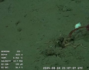 Cuándo es la próxima inmersión del Conicet en las aguas del Cañón Mar del Plata