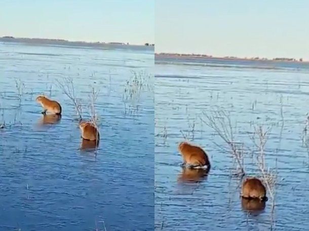 Corrientes: carpinchos patinan sobre hielo en los Esteros del Iberá por el frío extremo