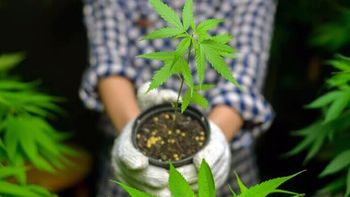 Autocultivo de marihuana. Autocultivo de marihuana.