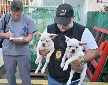 Criaban Bulldogs franceses en una casa usurpada