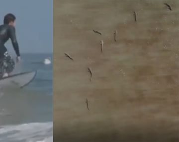 ¡Escalofriante! Mostró cómo es surfear en una playa repleta de tiburones