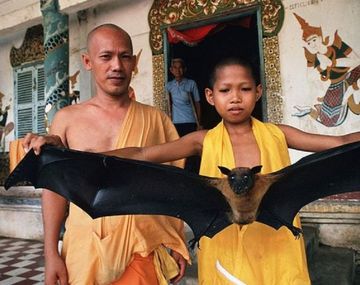 El Nipah es otro virus que preocupa en Asia: temen que provoque otra pandemia