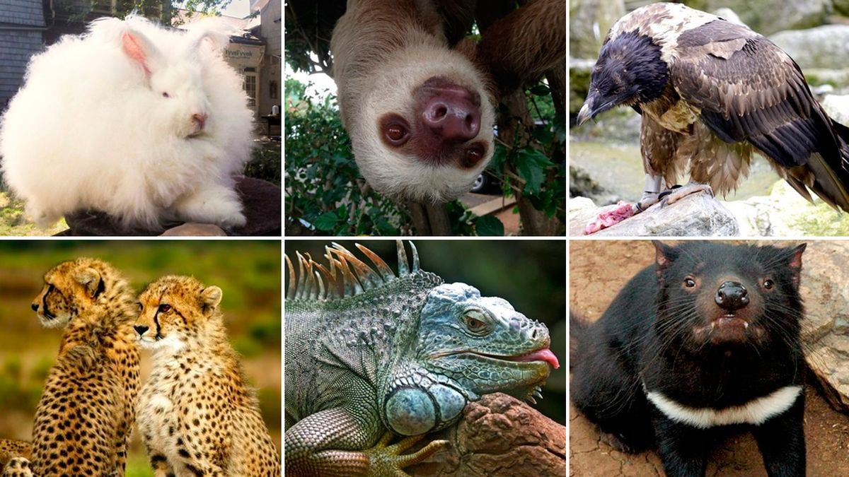 ¿Sabés cómo se llaman estos animales? El 99 responderá mal