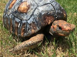 una tortuga perdio su caparazon y le hicieron uno con una impresora 3d una tortuga perdio su caparazon y le hicieron uno con una impresora 3d