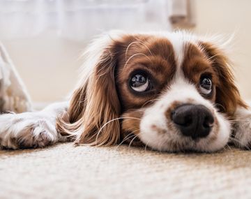 Los cuatro signos que marcan si tu perro te quiere o no: cómo identificarlos