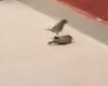 Increíble: un pajarito resucitó a otro