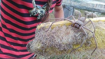 Una araña gigante sorprendió en Australia - Crédito: 9 News Perth Una araña gigante sorprendió en Australia - Crédito: 9 News Perth