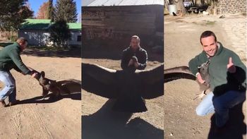 video: la verdadera historia del condor que se volvio viral video: la verdadera historia del condor que se volvio viral