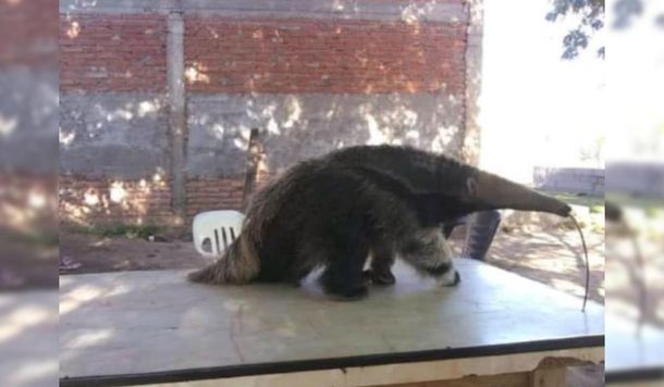 Insólito: tenía un oso hormiguero en su casa y lo vendía por las redes sociales