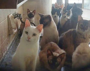 51 gatos fueron encontrados en los departamentos.