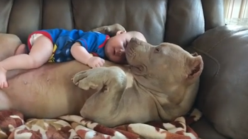 El bebé está recostado sobre la panza de su perro, que no deja de darle besos El bebé está recostado sobre la panza de su perro, que no deja de darle besos