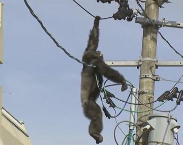 Chimpancé estuvo dos horas colgado de un cable