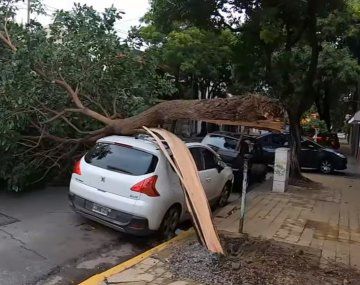 Así quedó un auto al que se le cayó un árbol encima